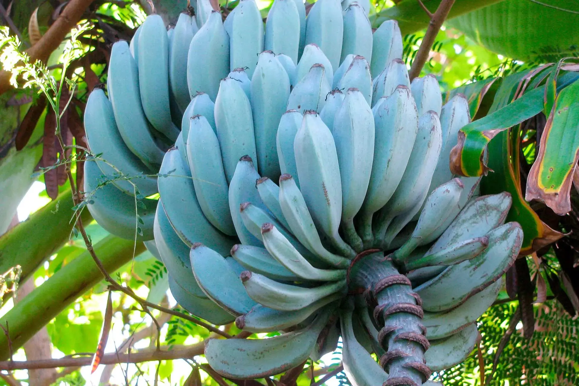 Curiosidade sobre bananas azul.