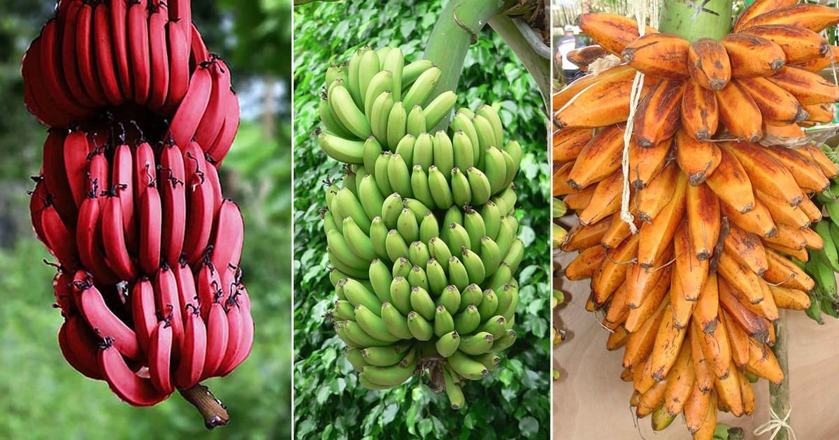 Curiosidades sobre a banana que talvez você não saiba: